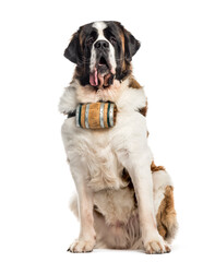 St Bernard Dog sitting in front of the camera, cut out
