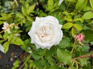 Rosa 'Boule de Neige'