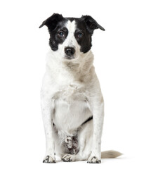 Sitting Ratonero Bodeguero Andaluz cut out