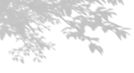 Shadow shade branches leaves cut-out transparent backgrounds 3d render png