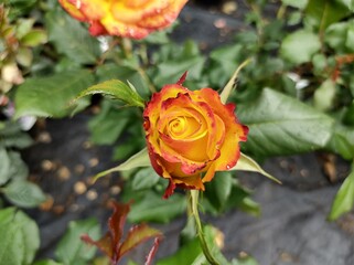 Rosa 'Tequila Sunrise'