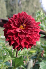 red flower of dahlia in the garden close up