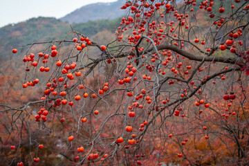 Persimmons ripen on the tree