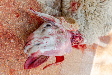 A sheep's head slaughtered laying down on the floor slayed with throat cut in a house yard for the celebration of the Muslim festival religious day Aid El Adha. Close up macrophotograph.