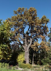 landscape in park with  Quercus robur - Holm oak tree at autumn