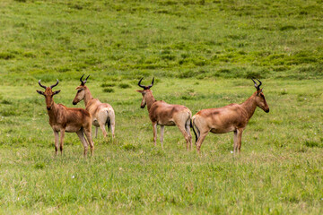 Coke's Hartebeest (Alcelaphus buselaphus cokii) in the Hell's Gate National Park, Kenya