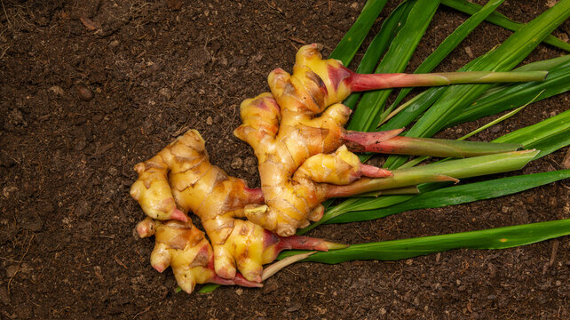 Ginger Zingiber officinale roots on ground , nature bio ginger harvest