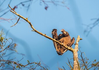 Vulture bird perched on a tree branch against a bright blue sky backdrop