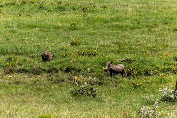 Warthogs (Phacochoerus africanus) in the Hell's Gate National Park, Kenya.