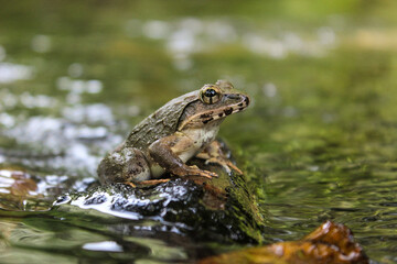 A brown frog in the water