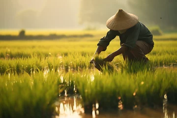 Selbstklebende Fototapete Reisfelder Workers working on a rice field, rice farming rice fields,  rice farm, harvesting rice on a rice fiels, asian rice farm workers