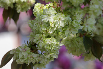 仁和寺境内に咲く御衣黄桜