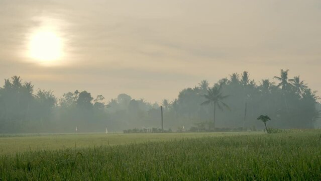  A dewy and misty morning in the rice fields of rural Jember Indonesia with the sun rising and trees in the background