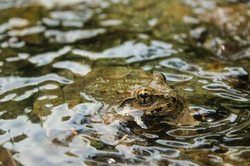 A Brown frog in the water