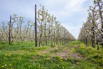 Fototapeten Tijdens de lente staan de perenbomen in deze boomgaard volop in bloei waaruit later de peren groeien © ArieStormFotografie