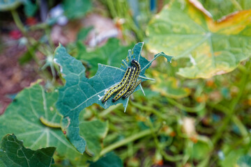 A photo of worms eating the leaves of a capparis spinosa plant in a garden.