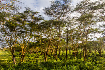 Fototapeta premium Landscape near Naivasha lake, Kenya