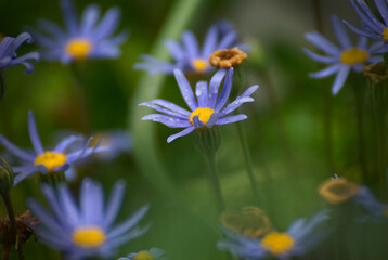 Pretty blue Aster flower in the garden - 672281069