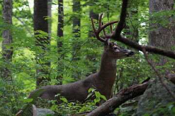 deer in the woods