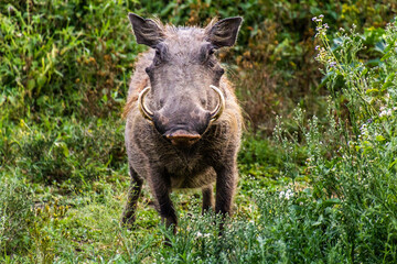 Fototapeta premium Warthog (Phacochoerus africanus) near Naivasha lake, Kenya