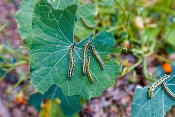 A photo of worms eating the leaves of a capparis spinosa plant in a garden.