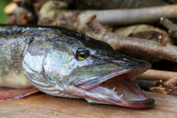 The Pike in the Detail, Esox lucius