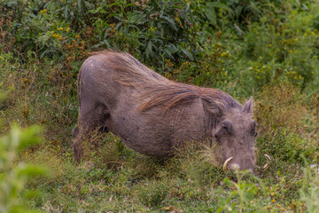 Warthog (Phacochoerus africanus) near Naivasha lake, Kenya