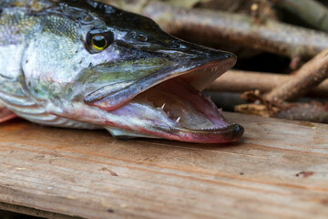 The Pike in the Detail, Esox lucius