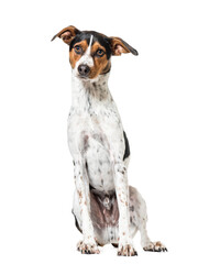 Sitting of a Ratonero Bodeguero Andaluz Dog, cut out