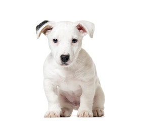 Puppy Jack Russell Terrier sitting, cut out