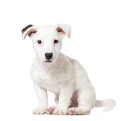 Puppy Jack Russell Terrier sitting, cut out