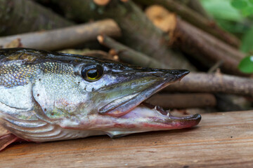 The Pike in the Detail, Esox lucius