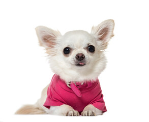 Portrait of a Chihuahua Dog lying down in front, cut out