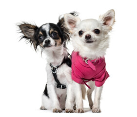 Two Chihuahua Dogs sitting together, cut out