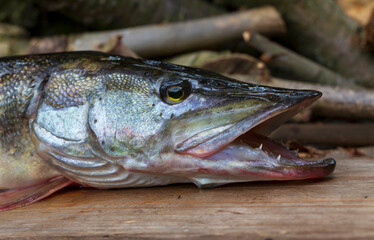 The Pike in the Detail, Esox lucius