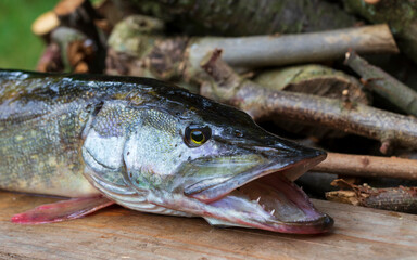 The Pike in the Detail, Esox lucius