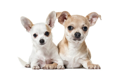 Two Chihuahua Dogs sitting together, cut out