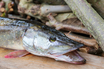 The Pike in the Detail, Esox lucius