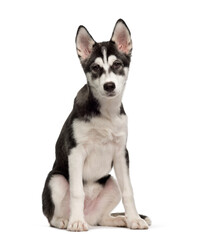Naklejka na ściany i meble Sitting Siberian Husky puppy, Dog, cut out