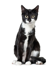 Mixed-breed cat,Sitting, cut out