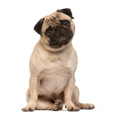 Obraz premium Sitting Beige Pug Dog looking at the camera isolated on white
