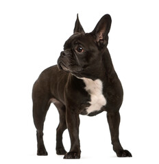 Standing French bulldog dog, cut out