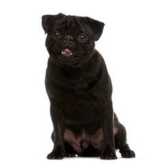 Fototapeta premium Sitting black Pug Dog looking at the camera isolated on white