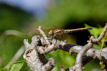 A light green dragon fly sitting on a bush with green leaves in the background.