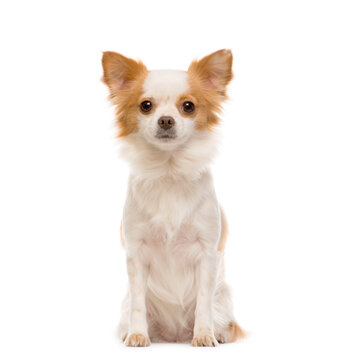 Sitting Chihuahua in front, Dog, pet, cut out