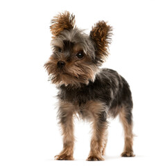 Standing Yorkshire Terrier Dog, isolated on white