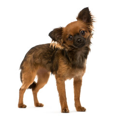 Standing Chihuahua dog, pet, cut-out