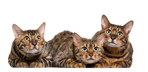 Three Bengals Cat Lying down in a raw, cut out