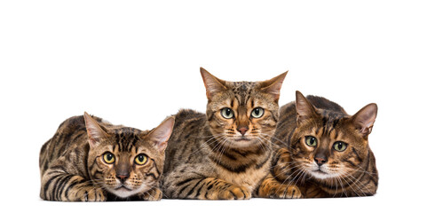 Three Bengals Cat Lying down in a raw, cut out
