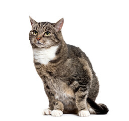 Mixed-breed cat sitting, cut out